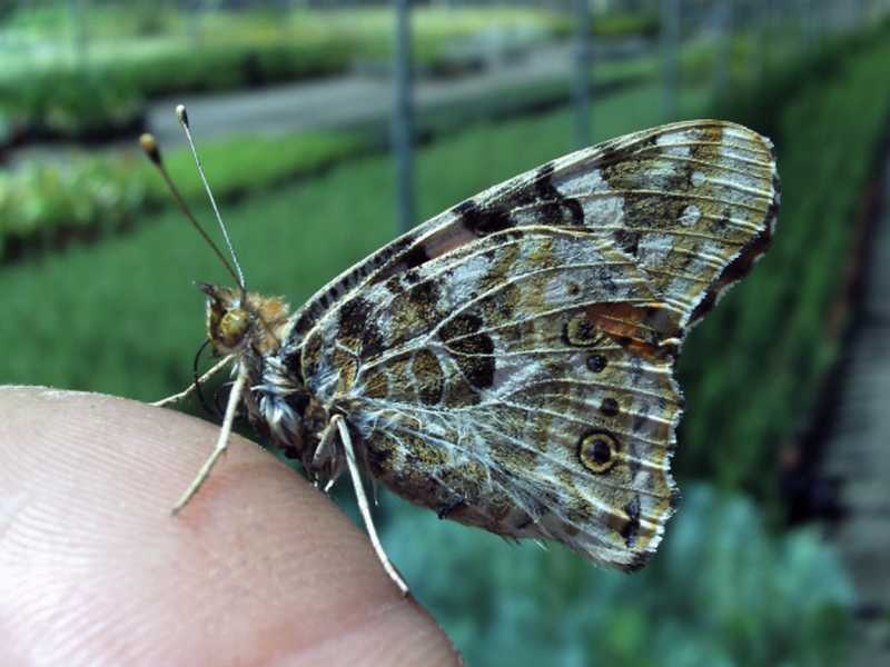 da identificare - Vanessa cardui